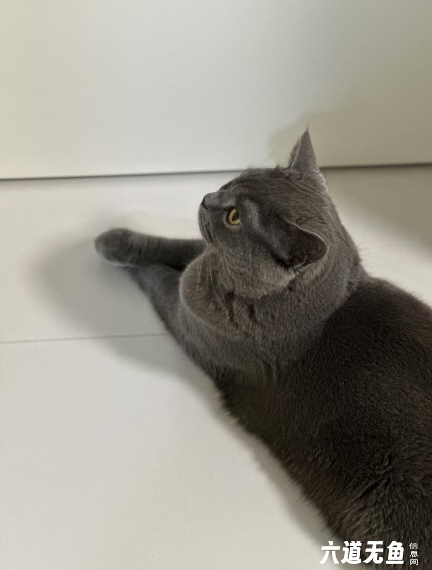 《寻猫启示》 《寻猫启示》