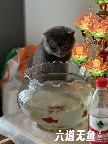 《寻猫启示》 《寻猫启示》