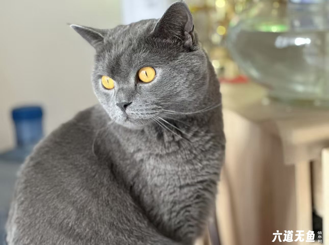 《寻猫启示》 《寻猫启示》